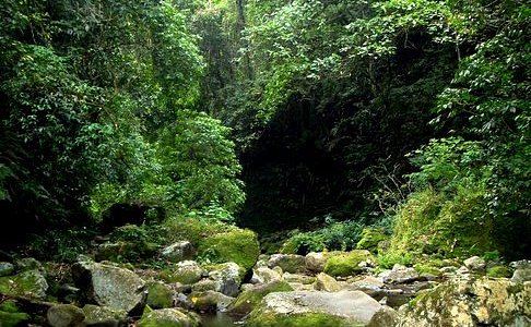 Forest trail on the slopes of Mt. Banahaw