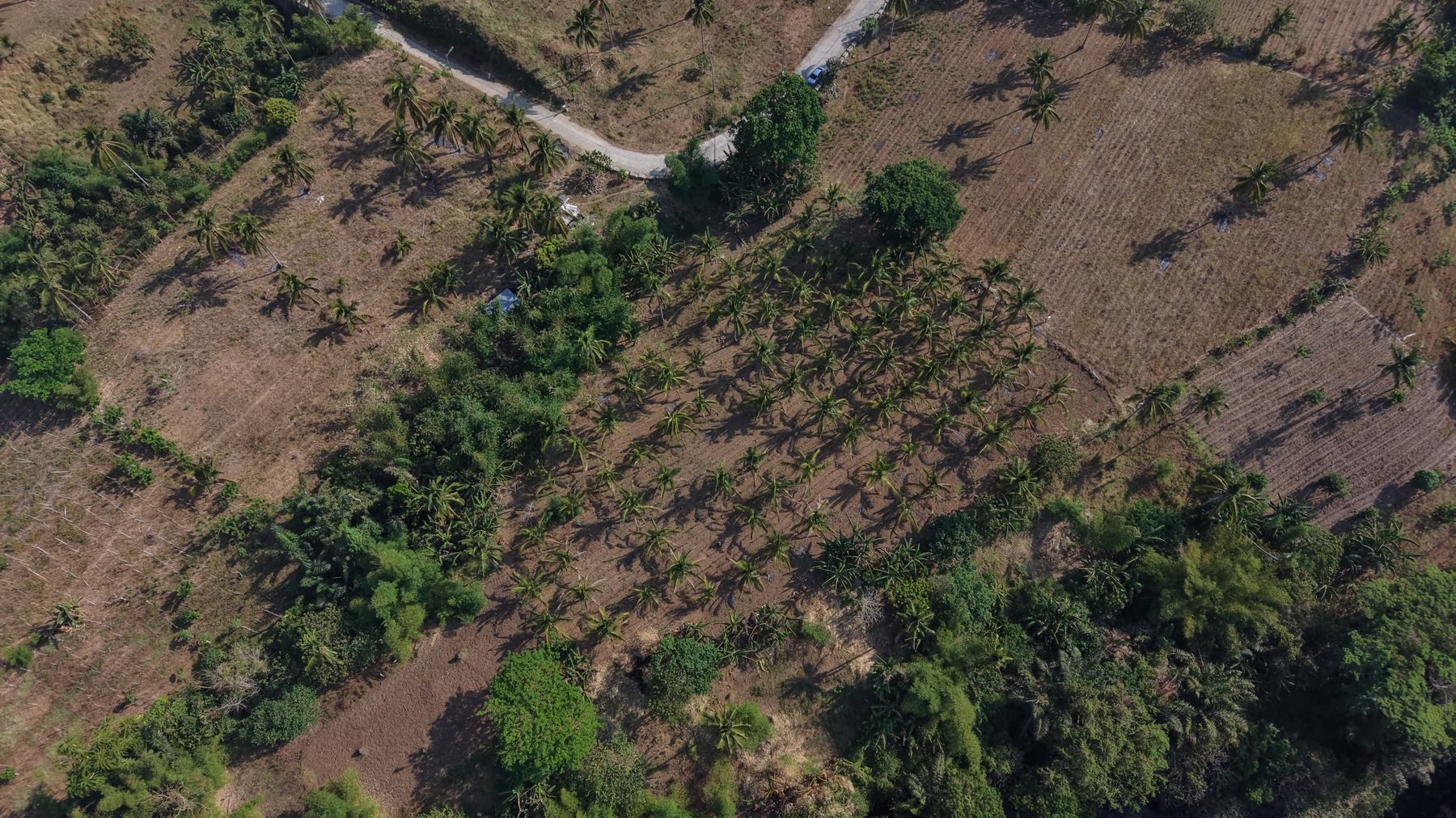 Aerial view of coconut plantation rows on the Sta. Lucia estate