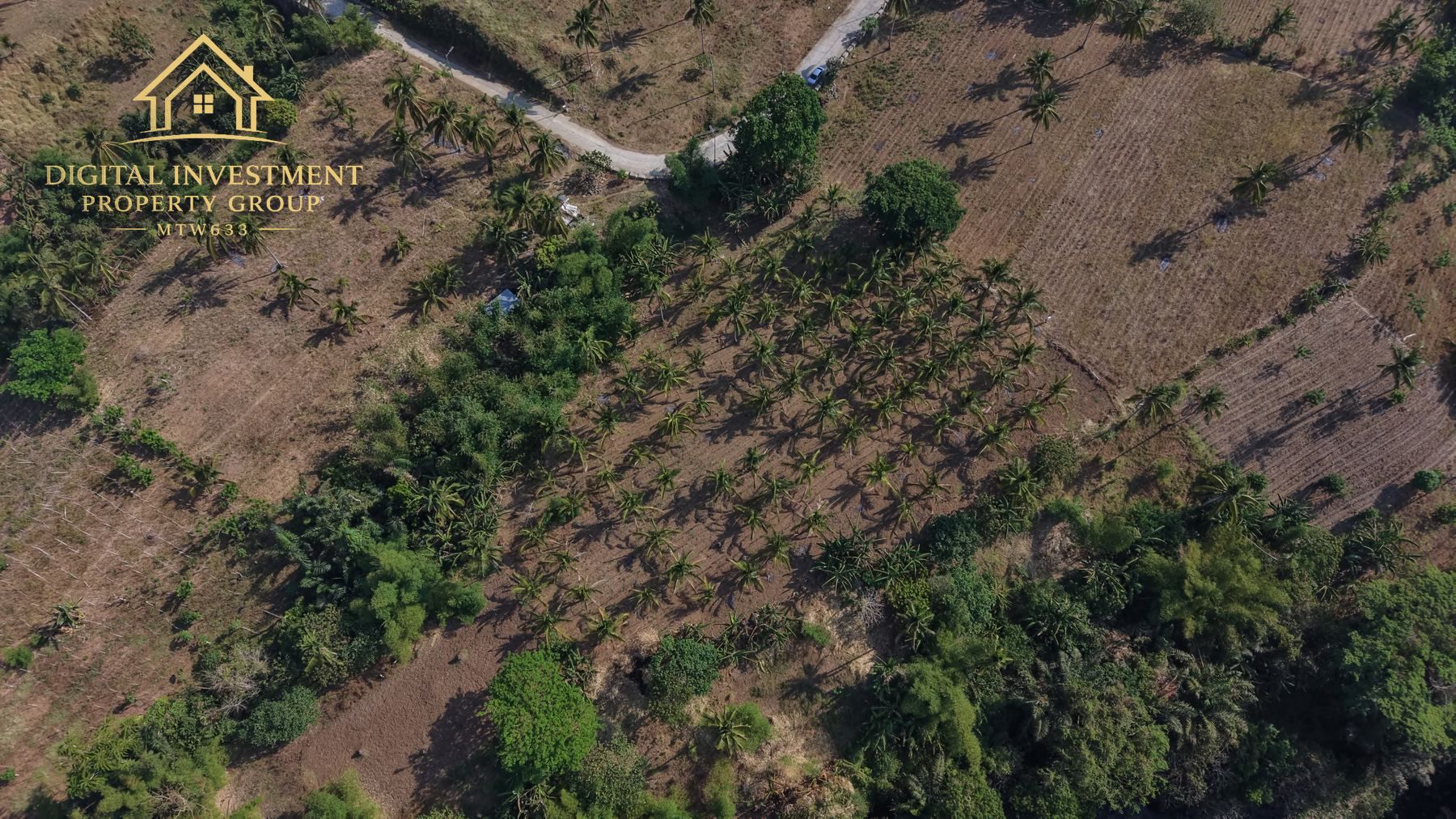 Coconut plantation rows and the access road from above