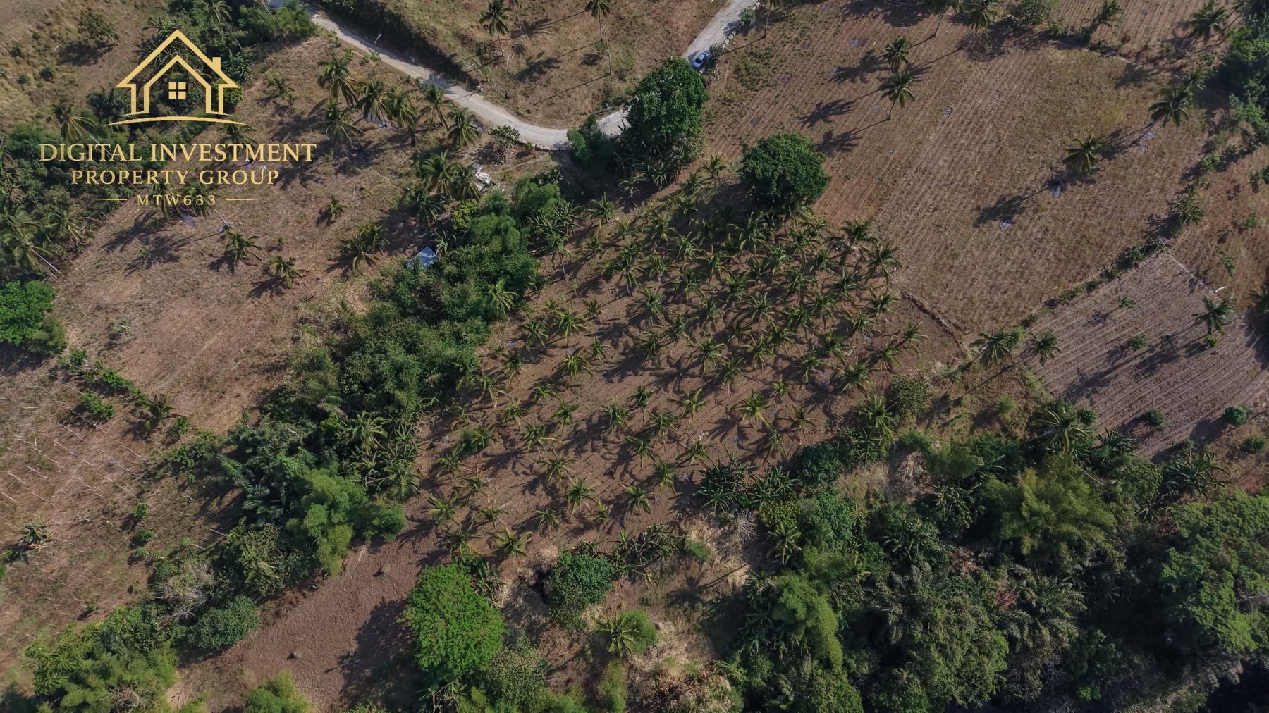 Cleared land and coconut groves across the estate
