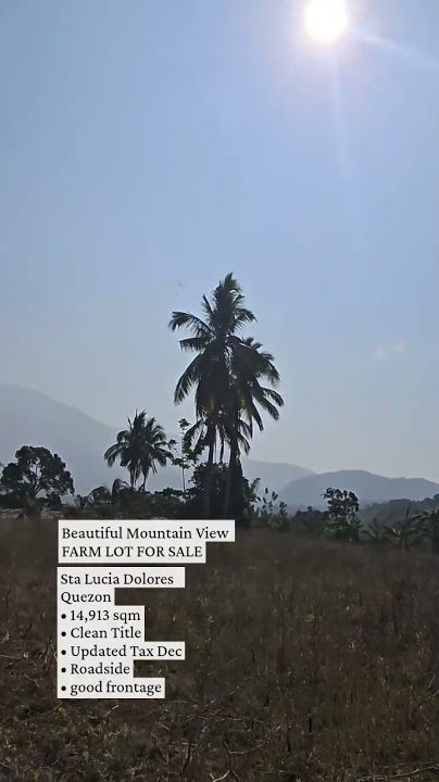 Coconut trees on the lot with the mountain behind